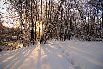 Image showing Winter white forest