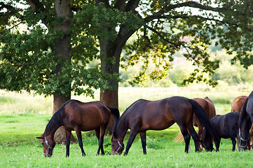 Image showing Horses on the field