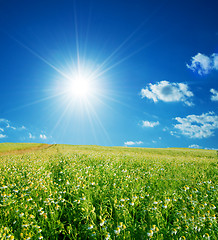 Image showing Spring field with flowers and blue sky