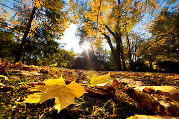 Image showing Fall autumn park. Falling leaves