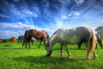 Image showing Wild horses on the field