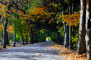 Image showing Alley with falling leaves in fall park