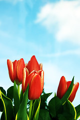Image showing Tulips background