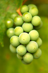 Image showing Green grapes