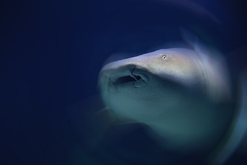 Image showing Shark in abstract action, motion.