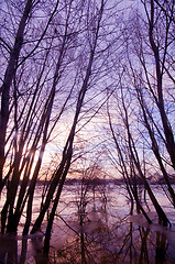 Image showing Trees in water, sunset sunset