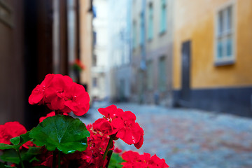 Image showing Stockholm, Sweden. Roses in the old town