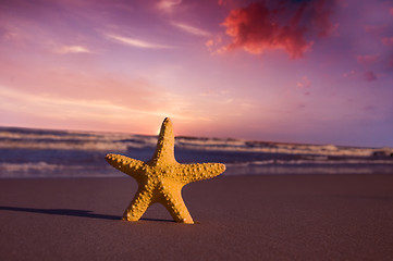 Image showing Starfish on the beach at sunset