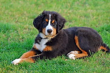 Image showing Portrait of puppy Bernese mountain dog 