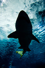 Image showing Shark silhouette underwater