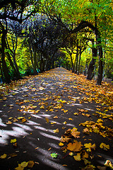 Image showing Alley with falling leaves in fall park