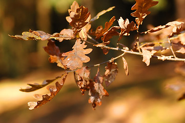 Image showing Autumn leaves