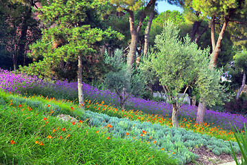 Image showing Colorful park with flowers