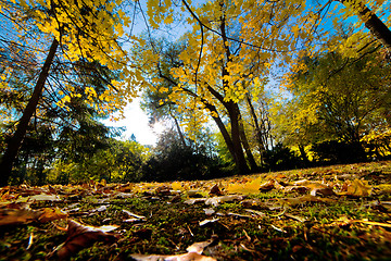 Image showing Fall autumn park. Falling leaves