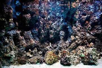 Image showing Underwater life, Fish, coral reef