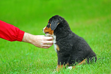 Image showing Playing with Bernese mountain dog