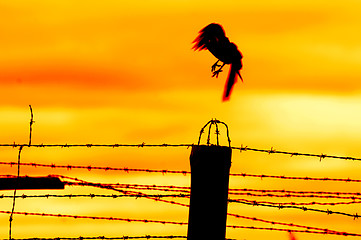 Image showing Bird flying off from prison fence