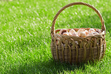 Image showing Basket of fresh mushrooms