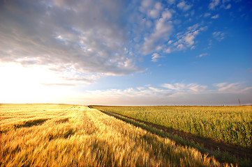 Image showing Sunset field