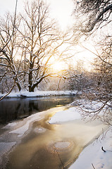 Image showing Winter white forest