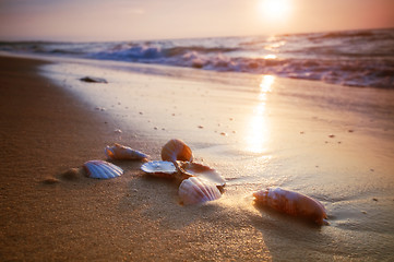 Image showing Sea shells on sand