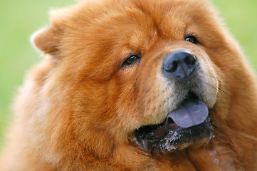 Image showing Portrait of Chow Chow Dog