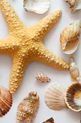 Image showing Starfish and shells