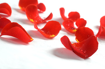 Image showing Rose petals on white background
