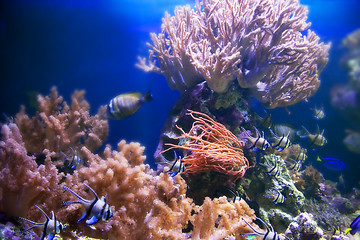 Image showing Underwater life. Coral reef, fish.