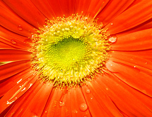 Image showing Flower closeup