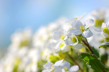 Image showing Spring flowers