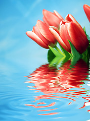 Image showing Tulips background