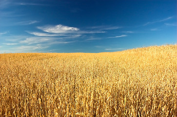 Image showing Wheat field