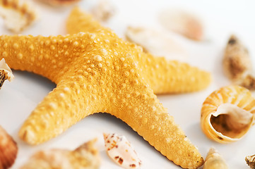 Image showing Starfish and shells