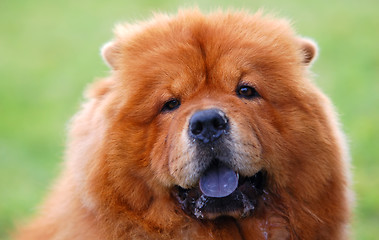 Image showing Portrait of Chow Chow Dog