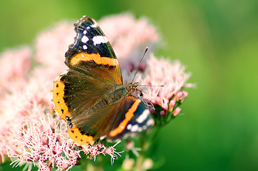 Image showing Butterfly