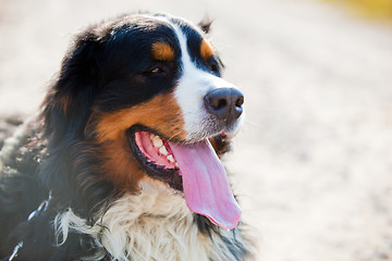 Image showing Bernese mountain dog portrait