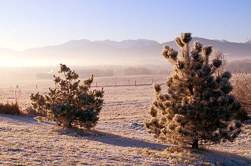 Image showing Frozen trees in the winter