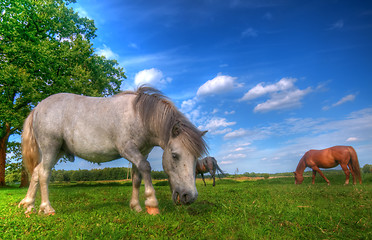 Image showing Wild horses on the field