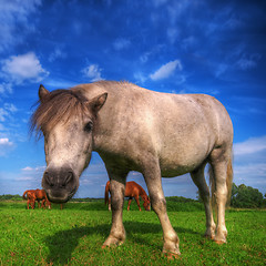 Image showing Wild young horse on the field