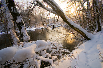 Image showing Winter white forest