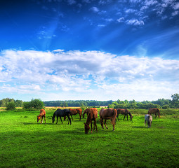 Image showing Wild horses on the field