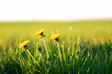 Image showing Spring background