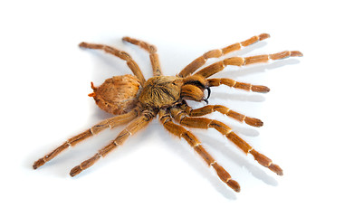 Image showing Big spider isolated