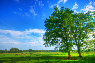 Image showing Tree on summer field
