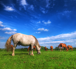 Image showing Wild horses on the field