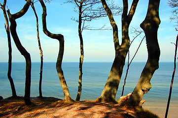 Image showing Forest coast