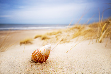 Image showing Shell on sand on summer beach