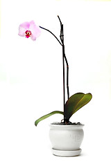 Image showing Orchid in flowerpot