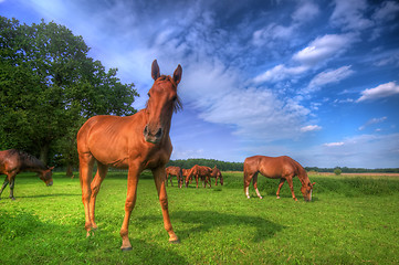 Image showing Wild horses on the field